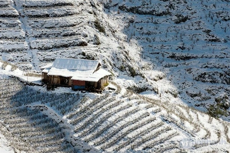 Ruộng bậc thang mùa đông chìm trong làn sương mờ ảo