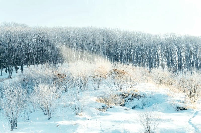 Tuyết trắng Hokkaido tạo nên một khung cảnh cổ tích