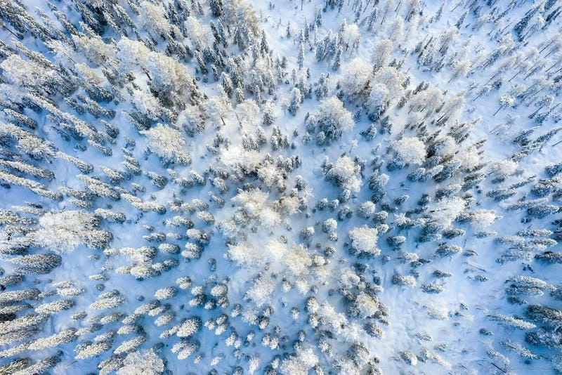 Sương mù mùa đông bao phủ khung cảnh tuyết trắng Lapland