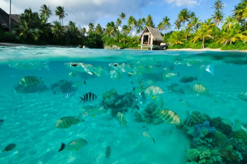 Lặn biển Bora Bora là trải nghiệm không thể bỏ lỡ tại đây
