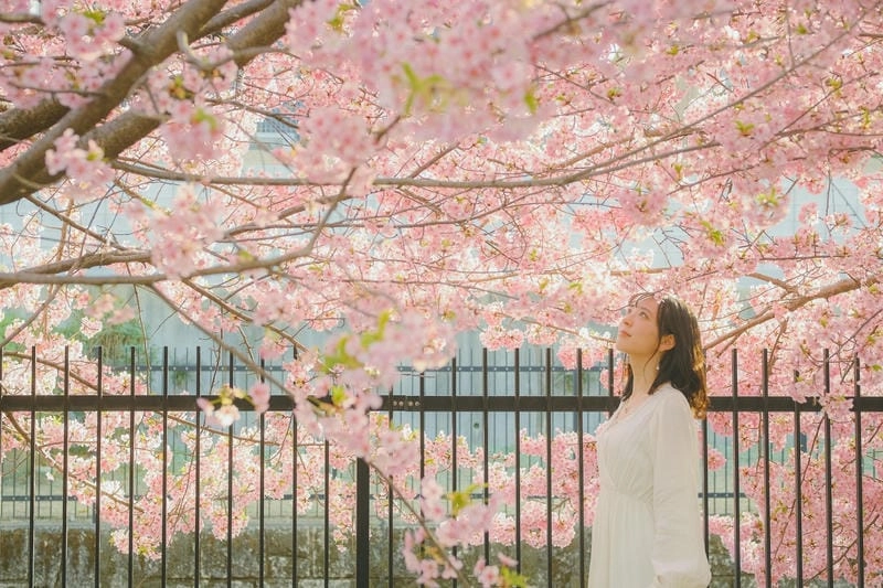 Ảnh hoa anh đào Chile đẹp rực rỡ và lãng mạn