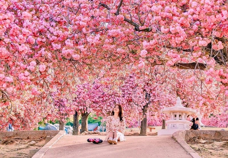 Những địa điểm ngắm mùa hoa anh đào Chile làm say lòng người