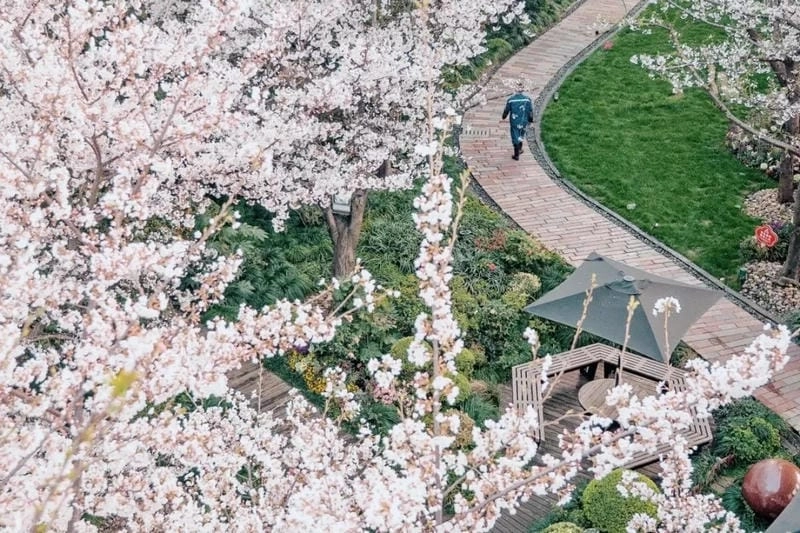 Mùa xuân Santiago ngập tràn sắc hoa anh đào