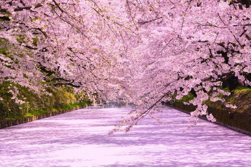 Bình minh hoa anh đào ở Chile đẹp đến nao lòng