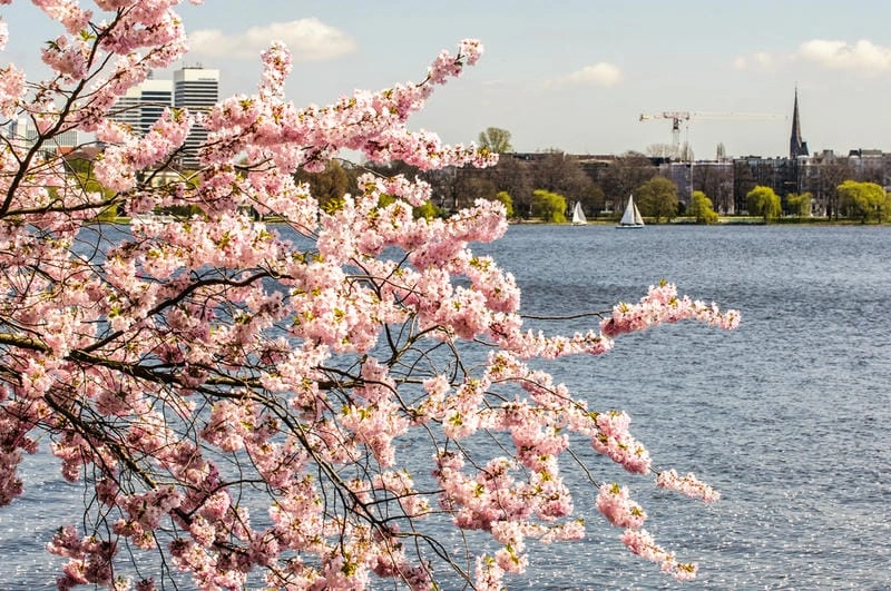 Tìm hiểu địa điểm ngắm mùa hoa anh đào Đức không thể bỏ qua