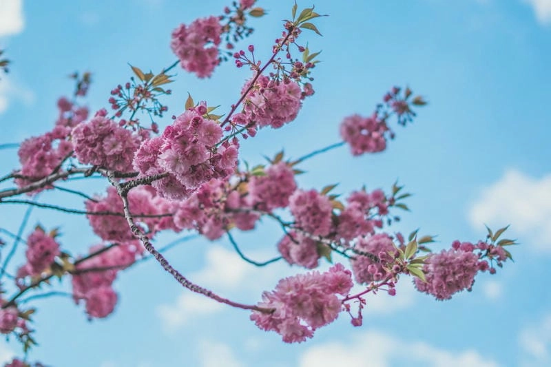 Sương mù hoa anh đào buổi sớm mai huyền ảo