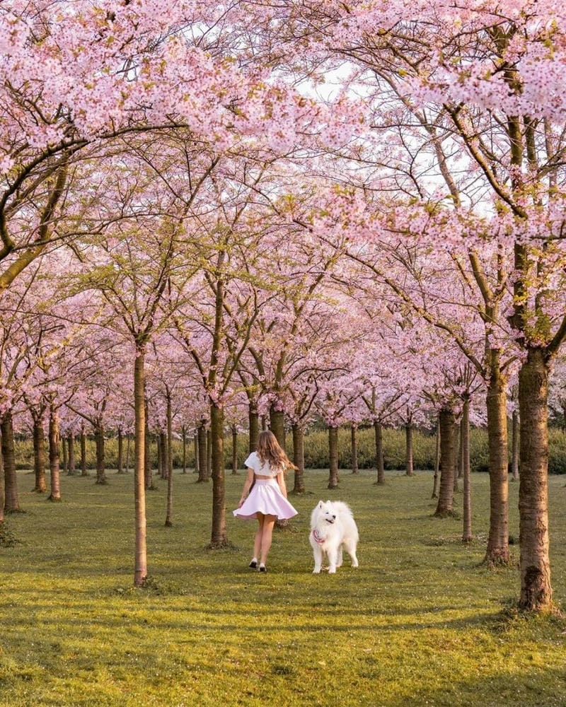 Đức thơ mộng với sắc hoa anh đào