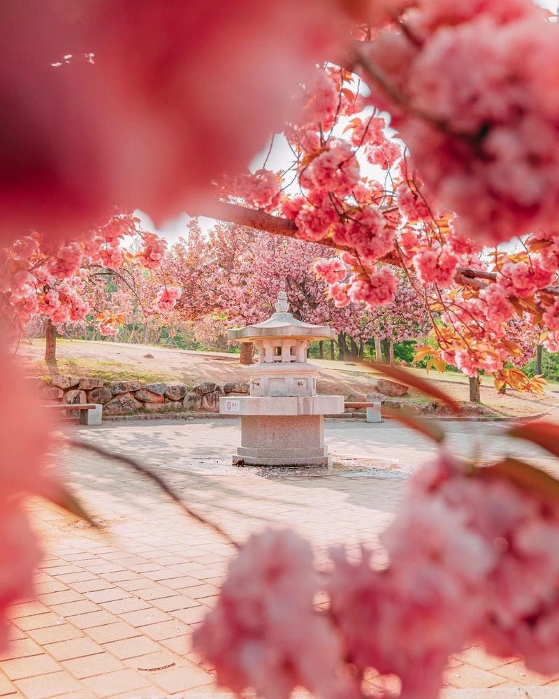 New Zealand thơ mộng với sắc hoa anh đào