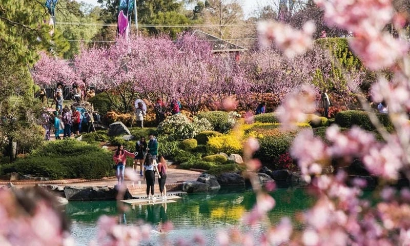 Vẻ đẹp rực rỡ của mùa hoa anh đào Úc khiến lòng người xao xuyến