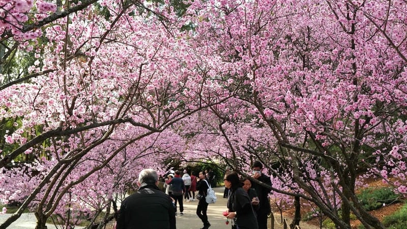 Trải nghiệm đáng nhớ cùng mùa hoa anh đào Úc là kỉ niệm khó quên
