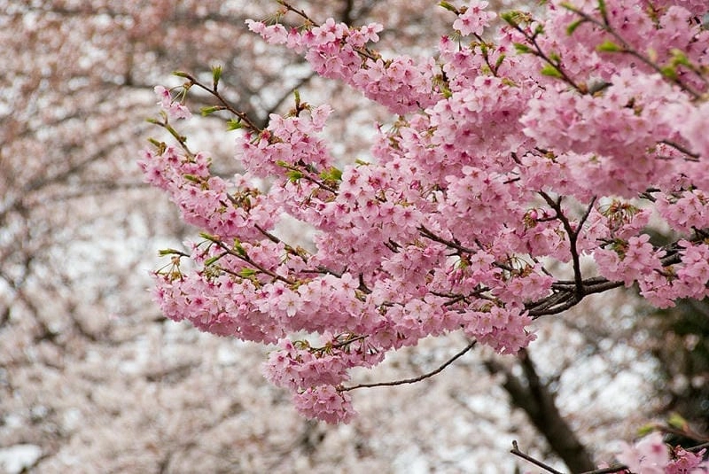 Công viên hoa anh đào đẹp ngỡ ngàng