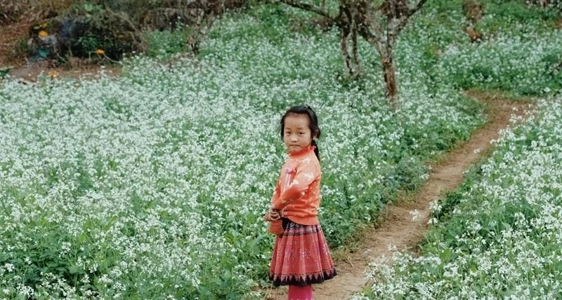 Lạc lối giữa đồi hoa cải trắng đẹp như tranh