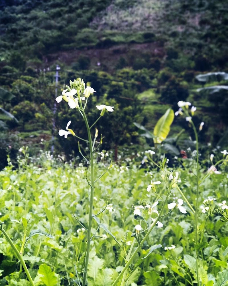 Tinh khôi trong ánh bình minh hoa cải