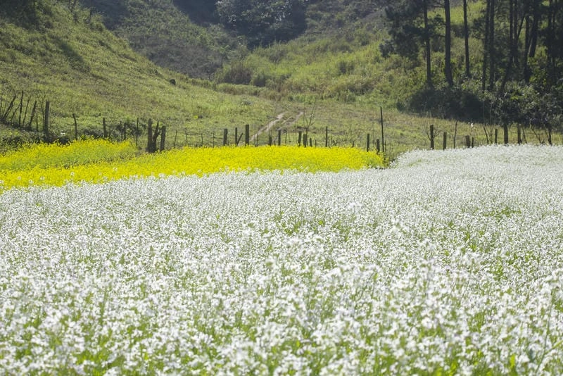 Yêu ngay từ ánh nhìn mùa hoa thơ mộng