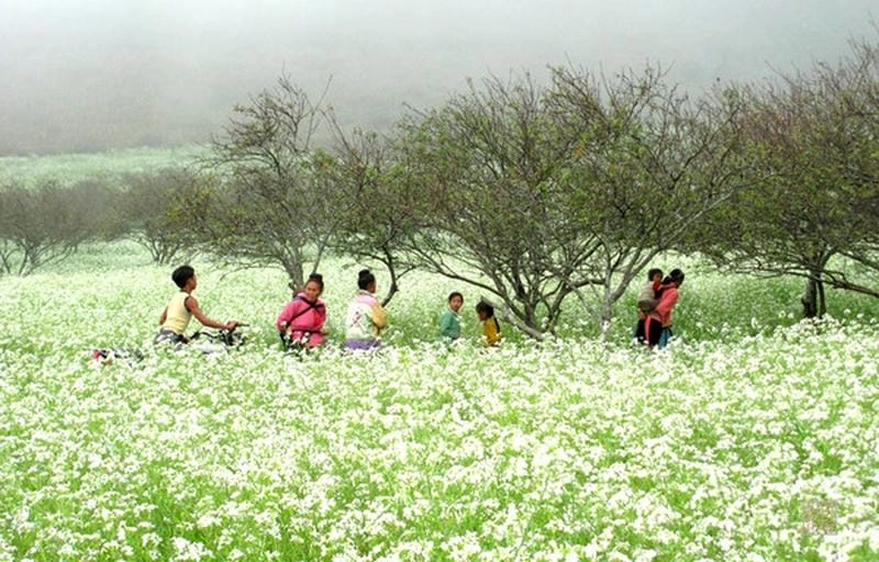 Mộng mơ giữa đồi hoa cải trắng bát ngát