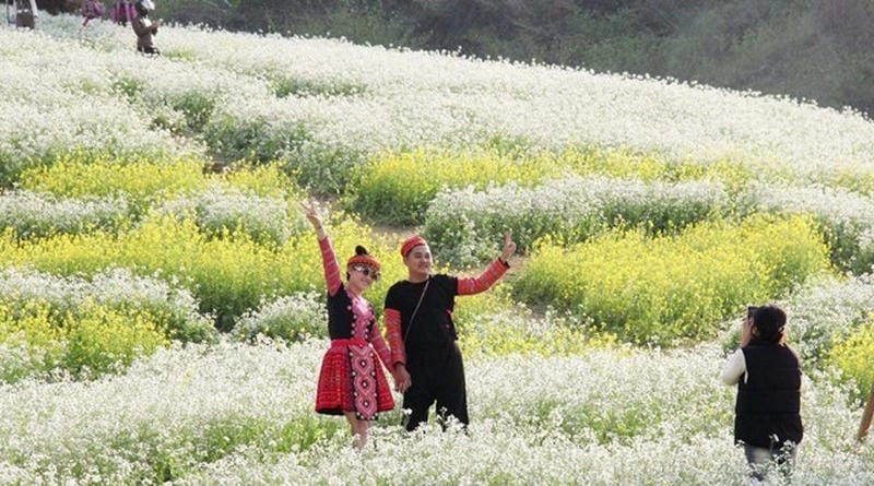 Ảnh hoa cải trắng Mù Cang Chải đẹp tinh khôi tự nhiên