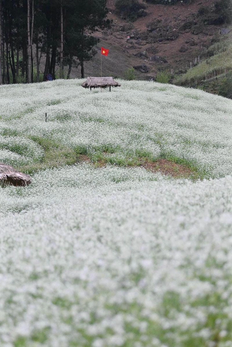 Hoa cải trắng Mù Cang Chải thu hút đông khách mỗi mùa về