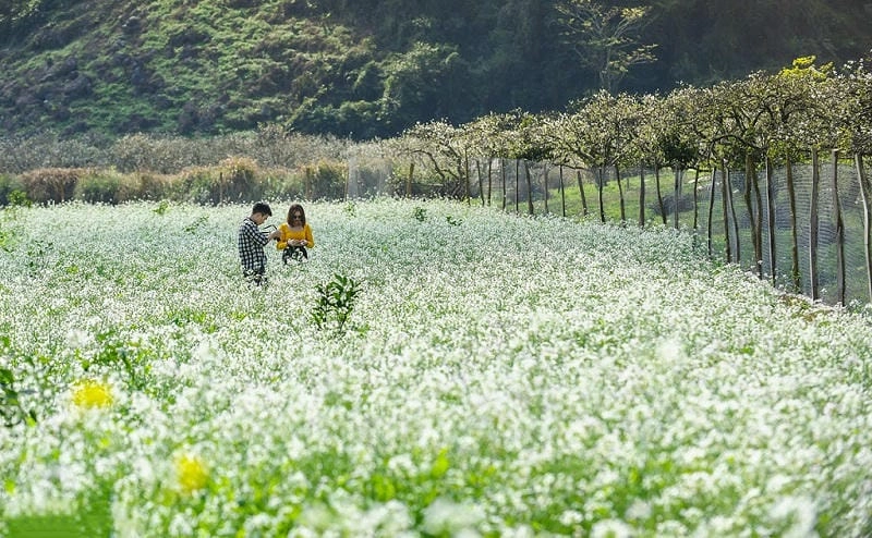 Khám phá các điểm ngắm hoa cải trắng đẹp gần Mù Cang Chải