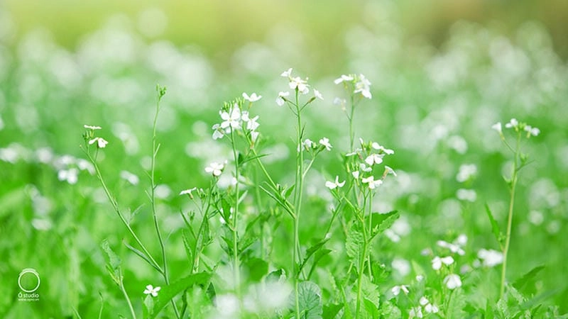 Bình minh hoa cải trắng Mù Cang Chải rực rỡ ánh sáng