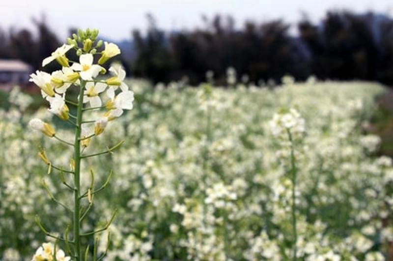 Mùa hoa cải trắng thơ mộng làm say lòng khách đến thăm