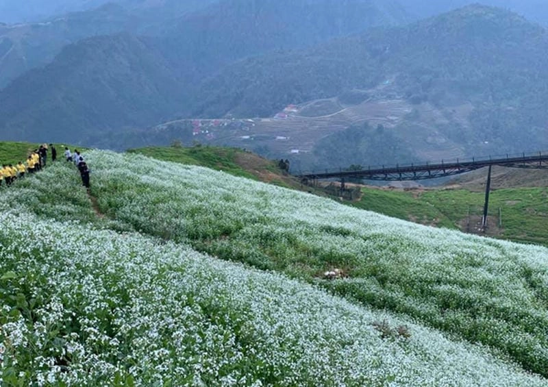 Đừng bỏ lỡ thời gian lý tưởng để chiêm ngưỡng hoa cải trắng Sapa