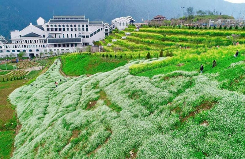 Lưu ngay các địa điểm ngắm hoa cải trắng nổi bật tại Sapa cực đẹp