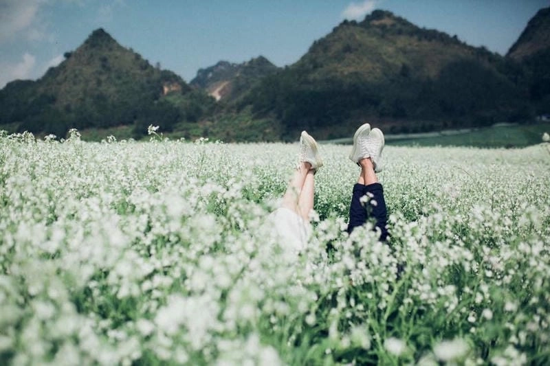 Hoa cải trắng nở rộ Sơn La tạo nên sắc trắng