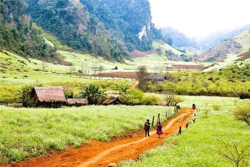 Hoàng hôn Sơn La bên cánh đồng hoa cải trắng