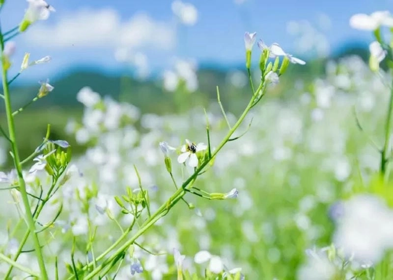 Khám phá điểm ngắm hoa cải trắng Yên Bái đẹp mê ly