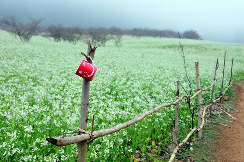 Mùa hoa thơ mộng Yên Bái làm lòng người say đắm