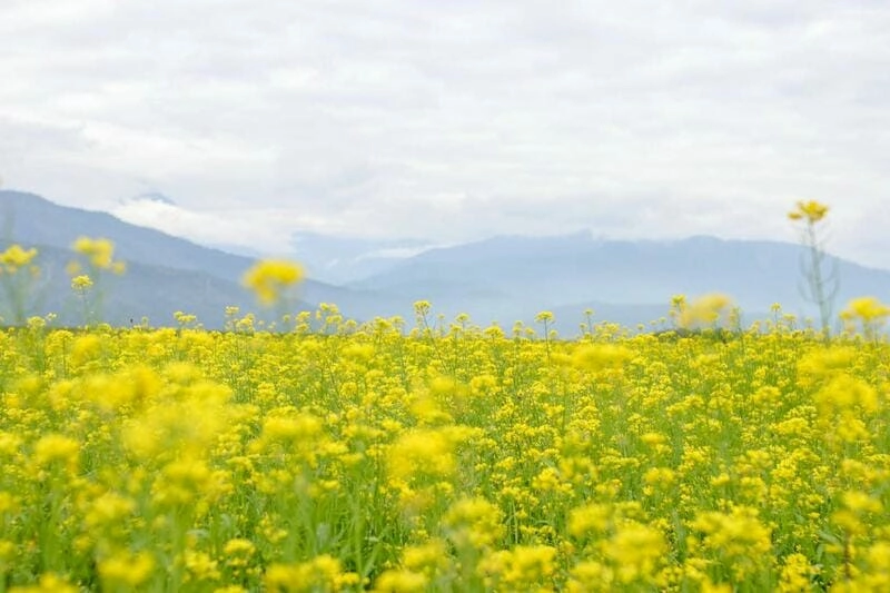 Thời điểm ngắm hoa cải vàng Đà Lạt đẹp nhất trong năm