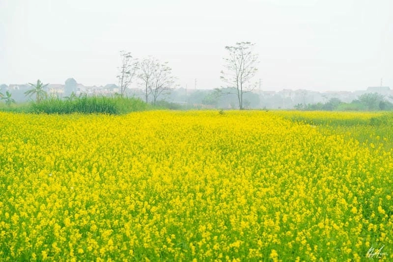 Cánh đồng hoa cải vàng Đà Lạt trải dài ngập nắng vàng