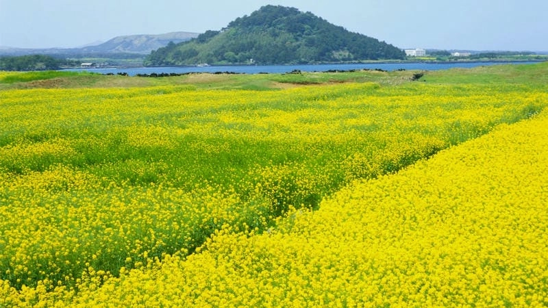 Sương mù phủ nhẹ hoa cải vàng Đà Lạt thêm thơ mộng