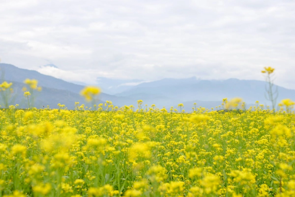 Say lòng cùng loạt ảnh hoa cải vàng Hà Nội