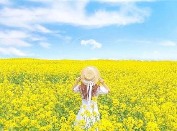 Đắm mình giữa cánh đồng hoa cải bạt ngàn