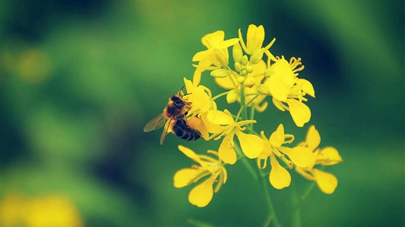 Khám phá điểm đến lý tưởng mùa hoa cải vàng Sơn La