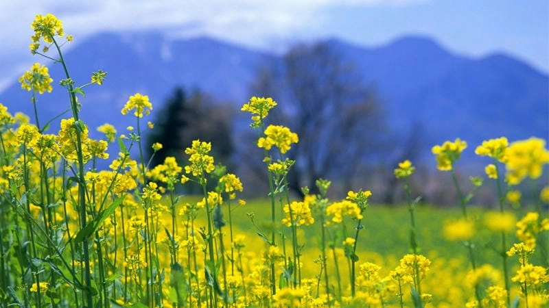 Trải nghiệm mùa hoa cải vàng Sơn La không thể quên