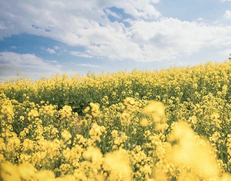 Mùa hoa cải vàng Sơn La rực rỡ sắc vàng đẹp mê