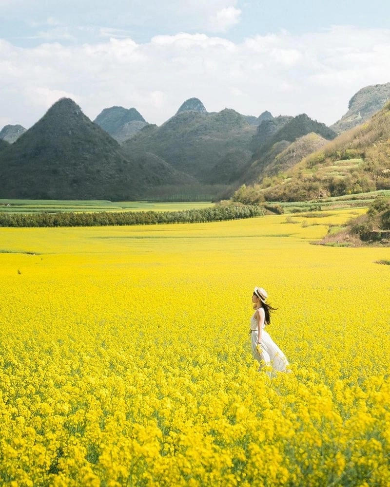 Mùa đông Sơn La thơ mộng với hoa cải vàng tươi