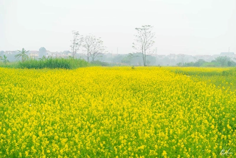 Cánh đồng hoa cải vàng Sơn La rộng bát ngát