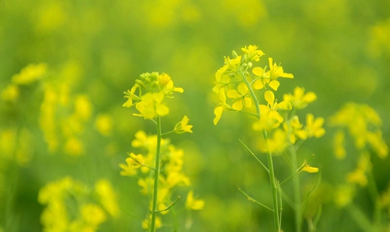 Bình minh hoa cải Sơn La tràn đầy sức sống mới