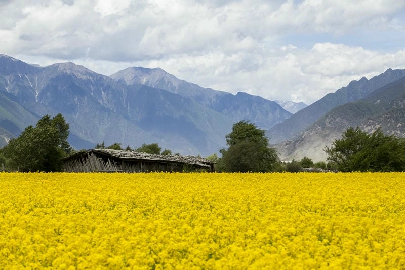 Sương mù hoa cải vàng Sơn La huyền ảo lãng mạn