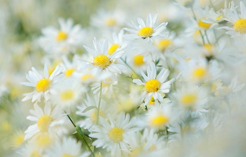 Ngất ngây trước cúc họa mi rực rỡ khoe sắc