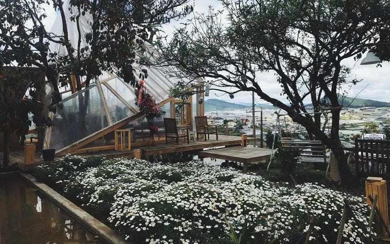 Thời gian lý tưởng để đến Đà Lạt mùa cúc họa mi