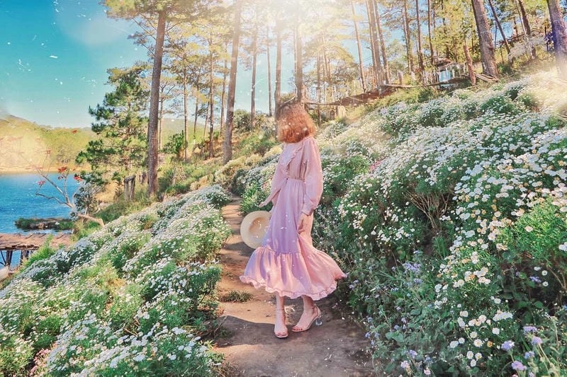 Ngắm các địa điểm ngắm hoa cúc họa mi đẹp nhất tại Đà Lạt