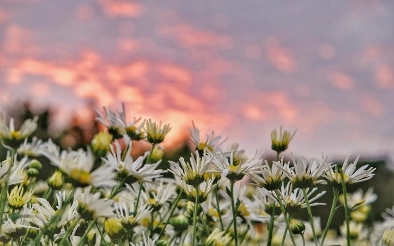 Nhẹ nhàng chờ hoàng hôn Đà Lạt phủ sắc vàng