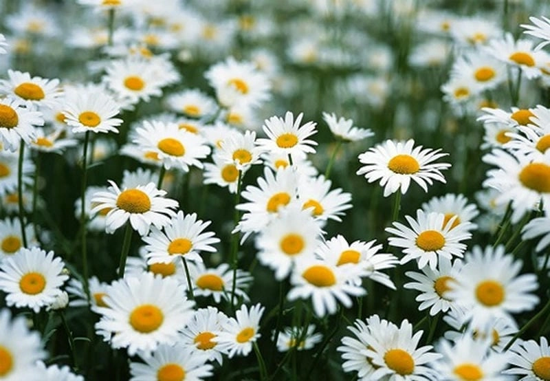 Mê mẩn vẻ đẹp cánh đồng cúc họa mi ngập nắng vàng