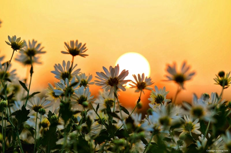 Thức dậy đón bình minh cúc họa mi rực rỡ sương giăng