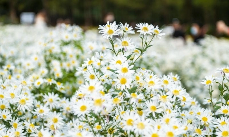 Say mê khi hoa cúc nở rộ trắng muốt rạng rỡ