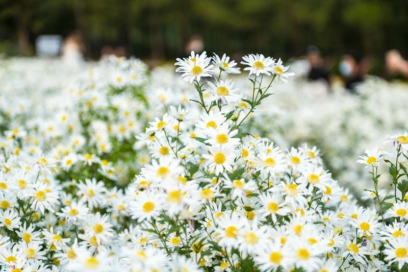 Ngẩn ngơ với ảnh cúc họa mi Hà Nội